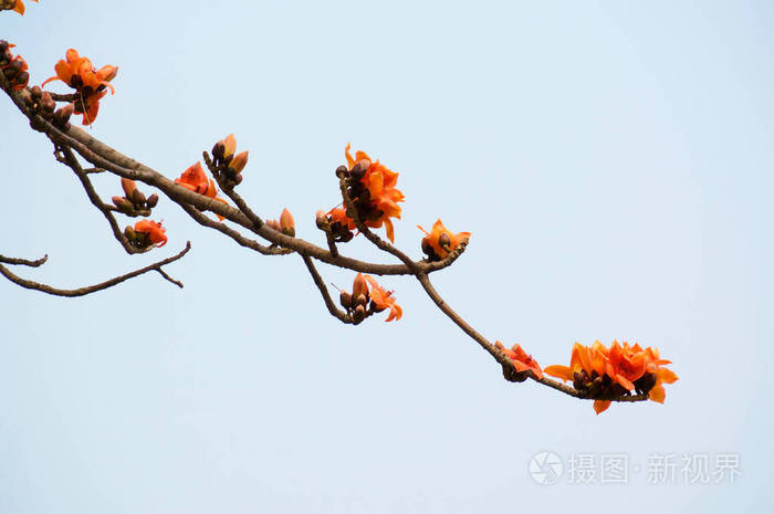 木棉花在黄昏的树枝上盛开 照片 正版商用图片25fvlo 摄图新视界