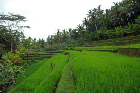 印度尼西亚语 印度教 亚洲 印度尼西亚 旅游业 农业 东亚