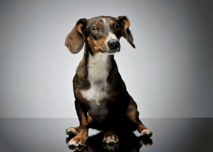摄影棚拍摄的一只可爱的混血狗长耳朵好奇地看着