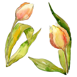 郁金香植物花。水彩背景插图集。孤立郁金香插图元素。