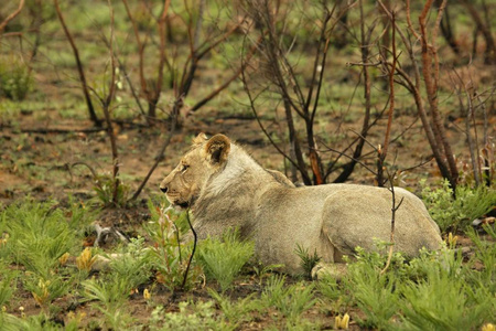 荒野 国家的 太阳 狮子 母狮 野生动物 灌木 动物 猎人