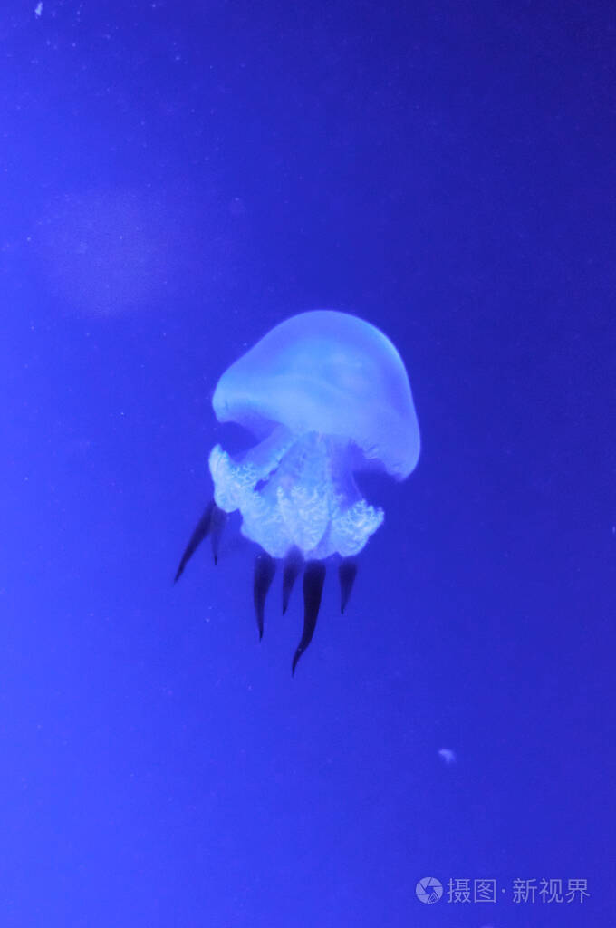 美丽的水母在水族馆的一个大水族馆里