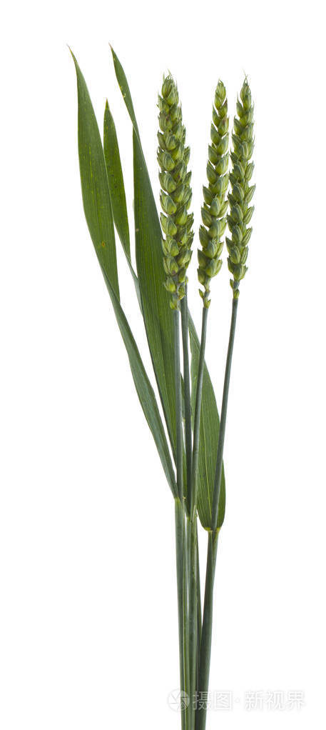 白色背景上孤立的绿色小穗