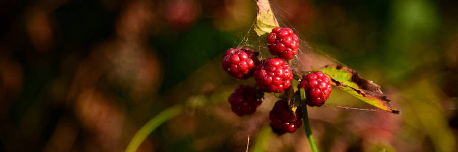 野生黑莓枝上生长的黑莓果实图片