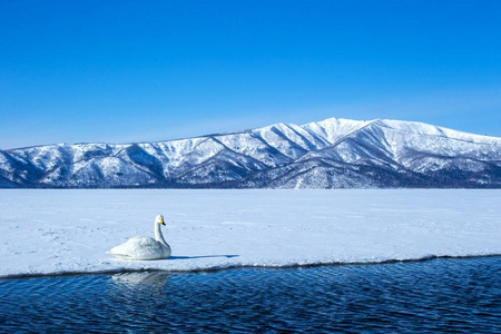 日本北海道阿坎国家公园的大天鹅或天鹅座冬天在库须罗湖游泳，背景是积雪覆盖的群山，亚洲的观鸟冒险，美丽优雅的皇家鸟类