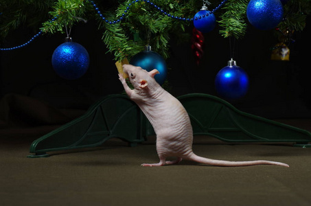 圣诞树上的装饰老鼠。
