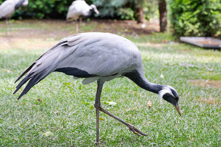 美丽的 脖子 鸟类学 公园 动物 起重机 动物群 羽毛 自然