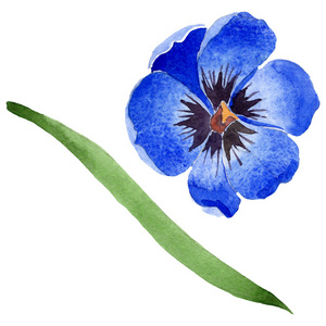 蓝色郁金香植物花。水彩背景插图集。孤立郁金香插图元素。