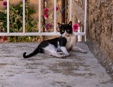 葡萄牙，一只黑白相间的小猫坐在老房子的石阶上