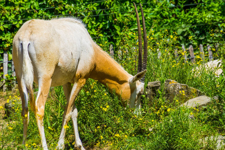 大弯刀画眉食草动物弯刀羚羊的肖像,野生动物灭绝,长角羚羊照片