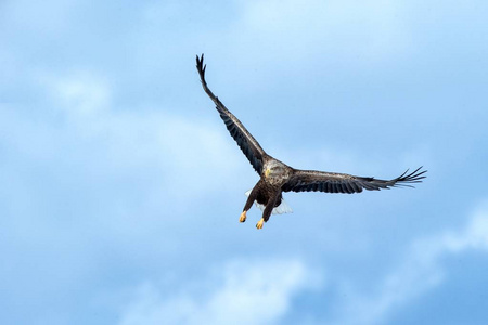 飞行中的白尾鹰,日本北海道蓝天上的飞鹰,日出时鹰的剪影,雄伟的海鹰