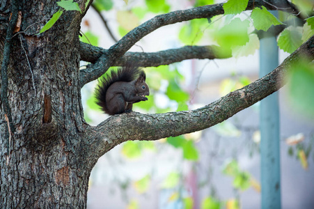 可爱的松鼠坐在树枝上吃坚果。