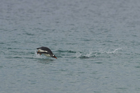 脚蹼 企鹅 海岸 巴布亚 海滩 羽毛 南方 福克兰群岛 蔚蓝
