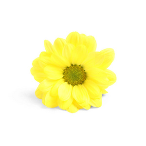 白色背景上美丽的黄色洋甘菊花