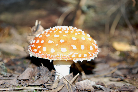 帽子 植物 秋天 植物区系 自然 蘑菇 森林