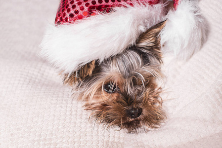一只戴着新年帽的小狗躺在一个白色的枕头上。