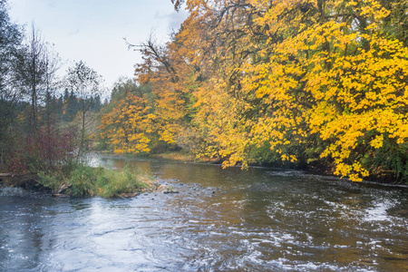 Tumwater Falls公园河5