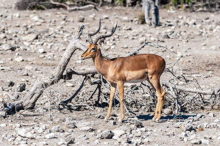 埃托沙国家公园的黑斑羚