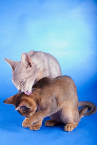 两只蓝色背景的阿比西尼亚猫