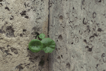 岩石 优雅 瓦片 寒冷的 建筑学 墙纸 颜色 古老的 植物