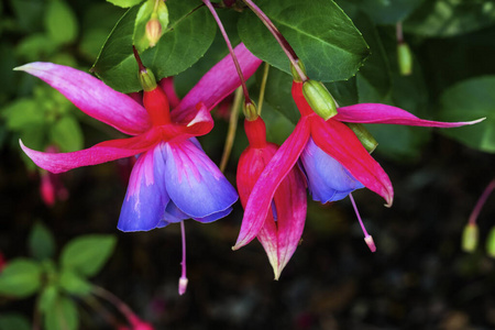 Blue Red Hardy Fuchsia Blooming 