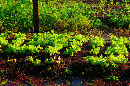 菜园灌溉巴西莴苣和甜菜根农场