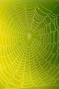 蜘蛛 窗户 蛛网 颜色 蜘蛛网 早晨 危险 丝绸 网状物