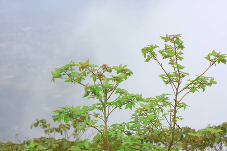 nature theme at hong kong spring time 