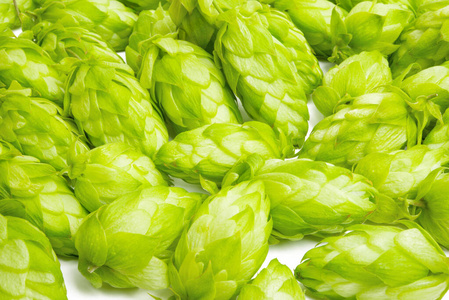 hop cones isolated 