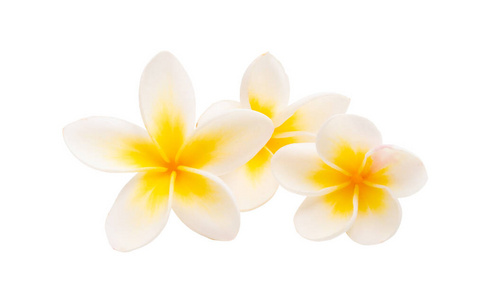 frangipani isolated 