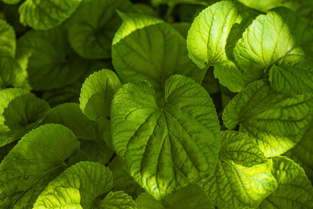 紫罗兰叶-向上.自然背景.照片