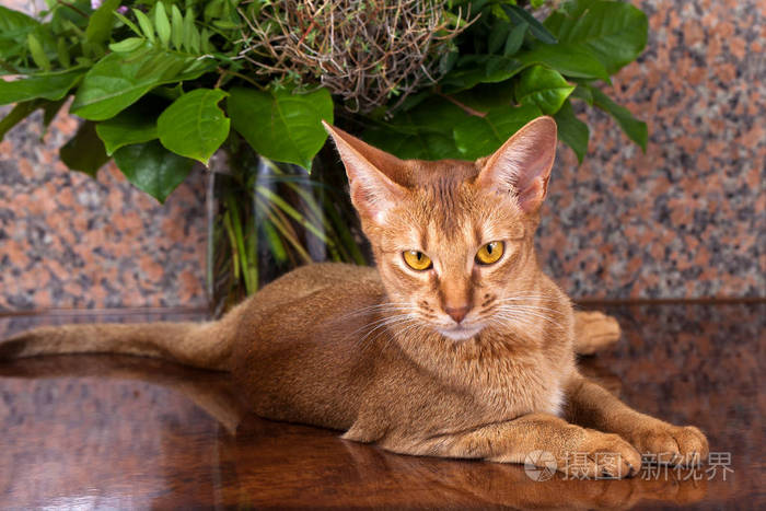 棕色桌子上的一只灰褐色的雌性阿比西尼亚猫