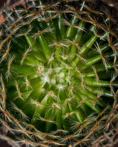 Top view pattern of beautiful cactus 