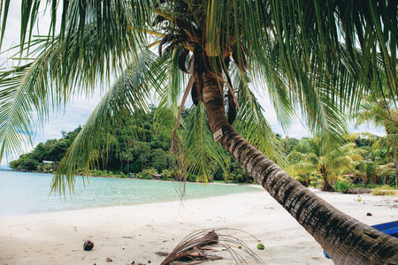 海滩上的棕榈树。