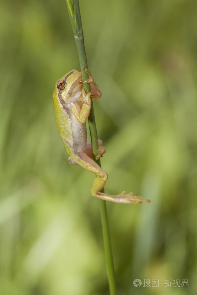 一只绿色的青蛙坐在草地上