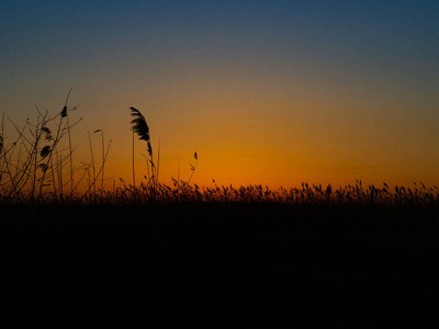 芦苇后的夕阳