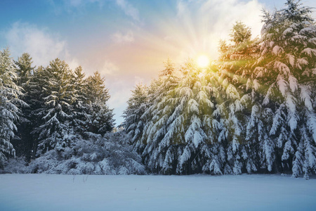 冬季树木和降雪景观。冬季背景。