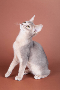 一只阿比西尼亚蓝猫,基蒂照片