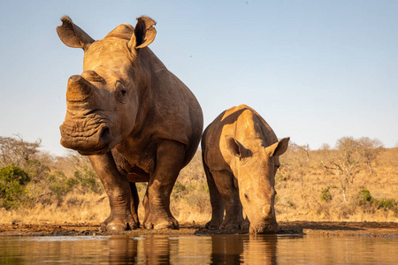 成年犀牛和小犀牛在水坑里一起喝水照片