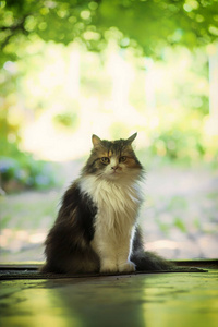 一只五颜六色的猫坐在房子的门阶上。宠物。。猫特写。