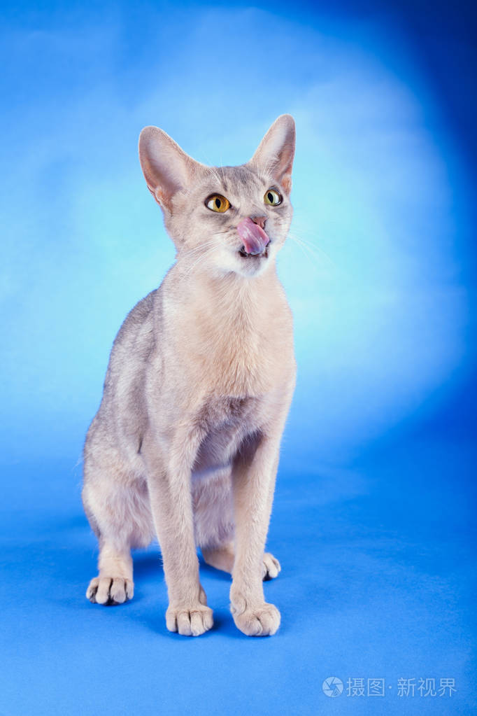 成年雌性阿比西尼亚蓝猫