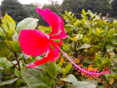 颜色 植物区系 卡片 水彩 浪漫的 玫瑰 花瓣 分支 花束