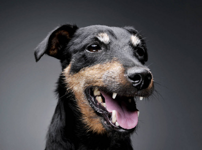 一只可爱的德国猎犬的肖像，看起来很满意灰色背景下孤立