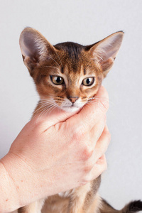 一只阿比西尼亚红色的小公猫，基蒂