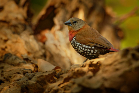 红喉双斑海雀:产于非洲撒哈拉以南地区的常见鸟类,有棕色翅膀和黑色
