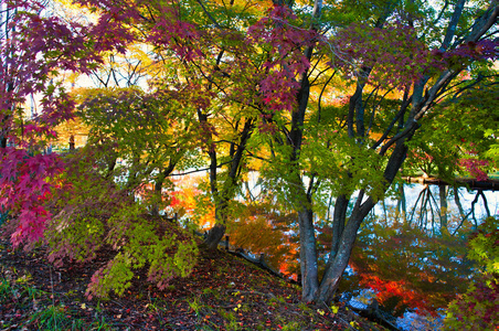 清水 风景 池塘 秋天 北海道 自然 落下