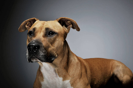 Studio shot of a lovely Staffordshire Terrier 