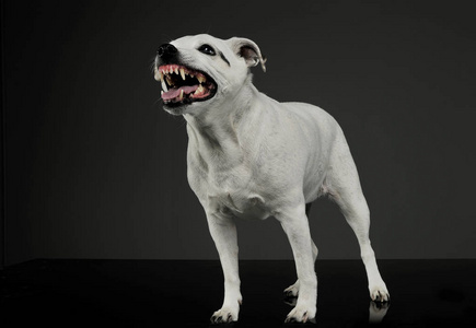 Portrait of an excited mixed breed dog standing and looking angr