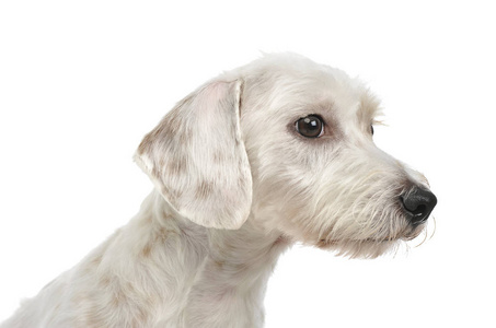 一只可爱的混血狗的肖像，看起来很害羞