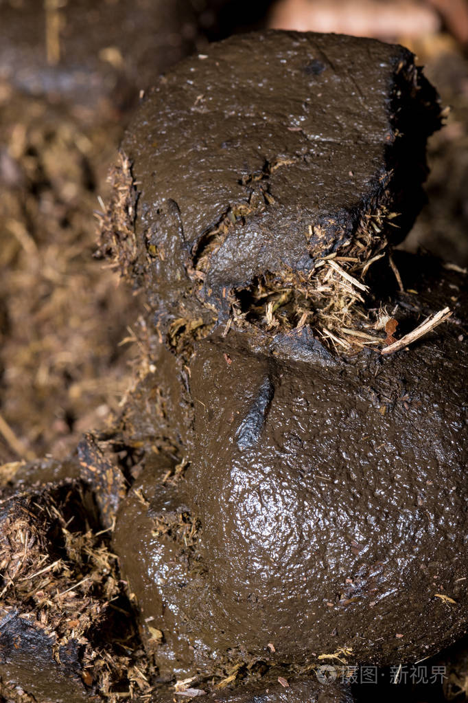 马粪的宏观照片